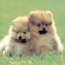 행복한강아지 이미지