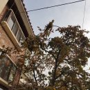 미미행정사 이미지