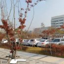 세종시청뒤편 이미지