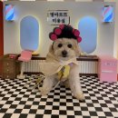 거제 반려견카페 멍마르뜨 방문 후기