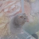 골든PC클럽 이미지