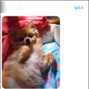 원당동물병원 이미지