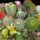 ❒오늘의 탄생화( 7월29일)❒🌸선인장 (Cactus) 이미지