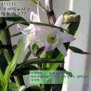 분홍공주 이미지