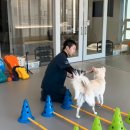 열린동물병원 | 예은동물의료센터 권기범 대표원장님의 10세 이상 강아지, 80%가 겪는 관절염 관리, 세미나 참가 후기