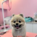 산두로 이미지