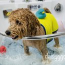 데이지꼼 이미지