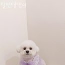 털찐댕댕이 이미지