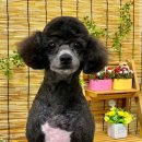 이쁘개귀엽개 이미지