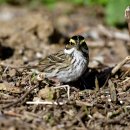 외연도의 노랑눈썹멧새(yellow-Browed Bunting) 이미지