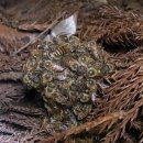 꿀벌 이야기( 벌꿀, 로얄제리, 프로폴리스,화분) 이미지