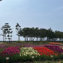 튜울립 | [충남 태안]🌷2025 태안 세계 튤립꽃 박람회 후기🌷