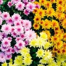 원예생활지도사 이미지