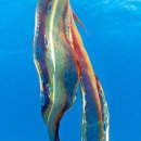 무지갯빛 이미지