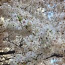 요즘 사람들 사진첩에 하나씩 있다는 벚꽃 사진 & 풍경 풀어보자! 이미지