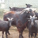 흑염소목장 이미지