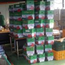 영애농장 이미지