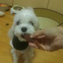 도기부기 | 도기부기 애견 수제간식 무료 체험단 후기