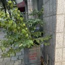 [증산/카페/은평구] 구움과자와 커피타임은 여기서 &#39;how to order(하우투오더) 증산점&#39;