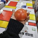 장수 건강식품 완숙 토마토&amp;보성 골드키위!!! 이미지