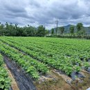 풍운농장 이미지