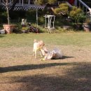 들안길애견펜션 이미지