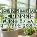 반려식물(홈가드닝) | 아스파라거스 키우기 집에서 시작하는 반려식물 홈가드닝 초보자도 성공하는 물주기 관리 팁