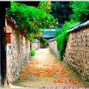 [250621-1. 토.]-[고택 돌담장 능소화→인흥원]-[01] 이미지