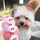 강아지맛집 이미지