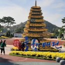 함평 국화 축제 이미지