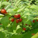 앵두나무우물가에 이미지