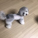 땡큐애견 이미지