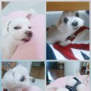 마리동물의료센터 이미지