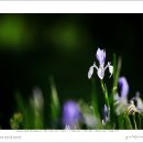 꽃창포(Iris ensata) 이미지