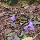 경기둘레길 여주36코스 이미지