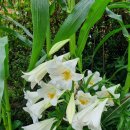 선우 행정사 이미지