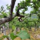 한아농장 이미지