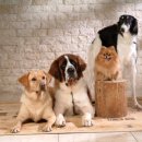 펫앤쇼핑 이미지