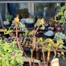 로즈마리 화원 이미지