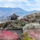 3월 16일 (일) 전남구례 오산 사성암 하동 화개장터 광양매화축제 산행안내 및 예약 이미지