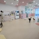 아지트댕댕 이미지