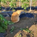 요섭농장 이미지