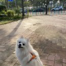 세온그루밍 | [안산] 초지동 애견미용실 내돈내산 후기, 세온그루밍
