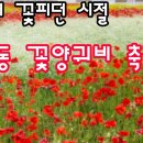 애정이 꽃피던 시절(하동 양귀비 축제) 이미지