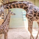 안녕 기린 이미지