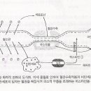 통증의 해부생리학 기전 이미지