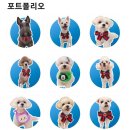 마이제이스 이미지