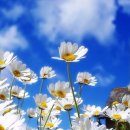 데이지(daisy) 이미지