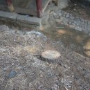 별과 소나무 이미지