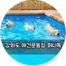 퍼니독 | 강화도 애견운동장/애견수영장 퍼니독 후기!!!